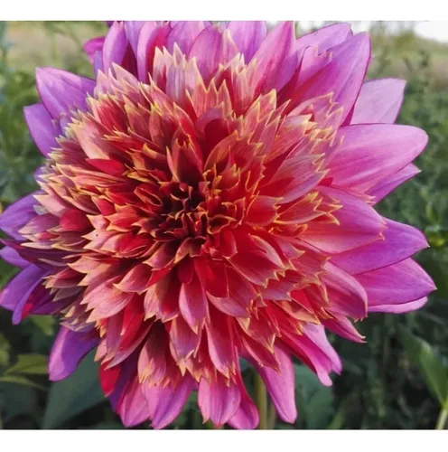 Bulbos Dahlias Gigantes Exótica Myrtle's Folly X 1