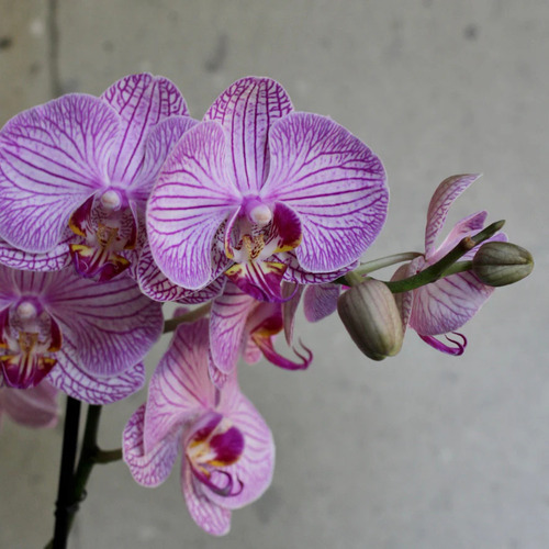 100 Semillas De Orquídea Del Amor