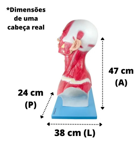 Cabeça Pescoço Músculos Da Face Tórax Região Costal Artérias
