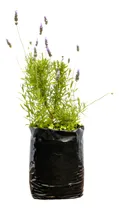 Comprar Lavanda Mediana X2 Plantas Aromáticas Oferta