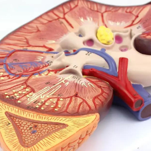 Modelo Anatômico Rins Corpo Humano Anatomia Funcionamento