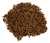 Comprar Sorgo Vassoura 100 Gr Sementes- Produção De Vassoura Caipi