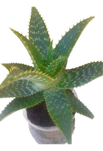 Planta Aloe Vera Saponaria.sabila. Medicinal.