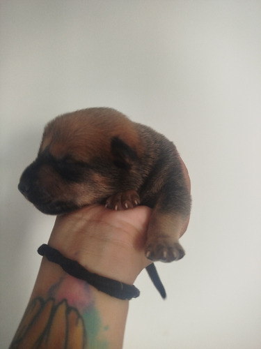 Vendo Pastor Belga Malinois Mestiço Doberman