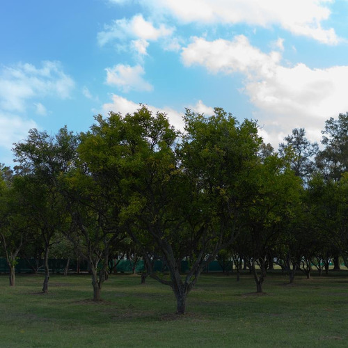 Imagen 23 de 23 de Terreno Azahares Del Paraná - Fighiera - 910m2