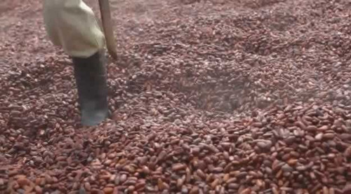 Imagem 24 de 30 de Fazenda De Cacau, Látex E Mogno No Brasil - Cidade Ituberá-ba - 7654