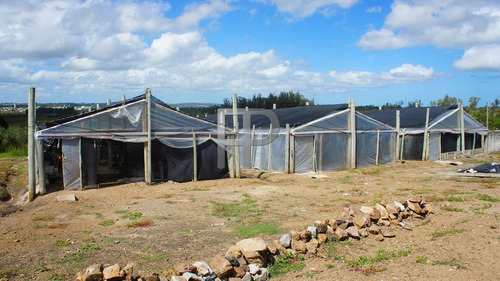 Imagen 9 de 9 de Campo En Venta Pan De Azúcar 60 Hectáreas