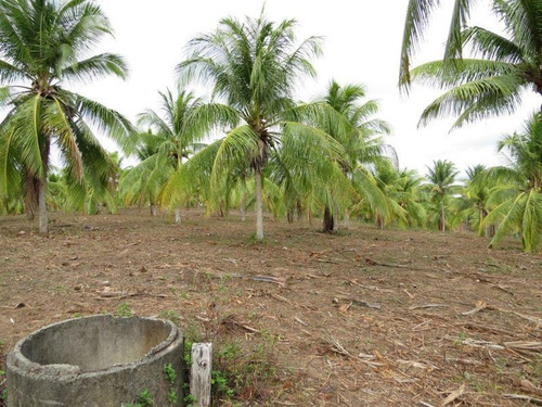Imagem 14 de 15 de Fazenda Para Venda Em Mata De São João, Zona Rural, 3 Dormitórios, 1 Suíte, 2 Banheiros, 99 Vagas - 345_1-1401387