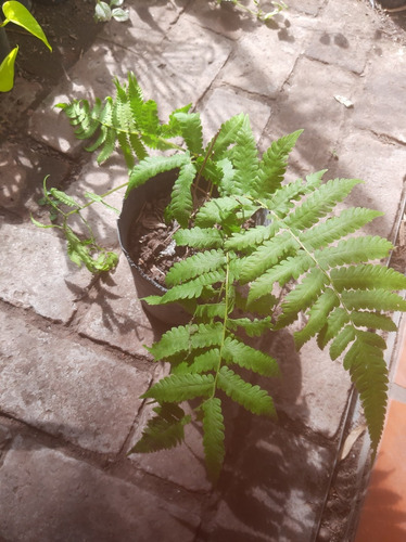 Helecho Pteris Tremula