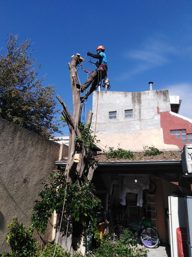 Imagen 6 de 10 de Poda De Altura - Extracciones - Limpieza Palmeras - Tala