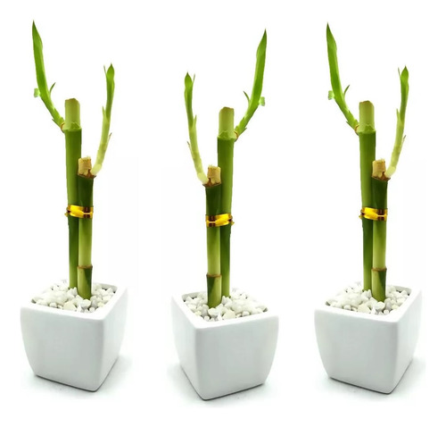 Kit Com 3x Vaso Quadrado Branco Com Bambu Da Sorte