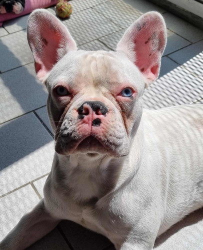 Imagen 3 de 4 de Servicio Bull Dog Francés Merle, Pied Blue.
