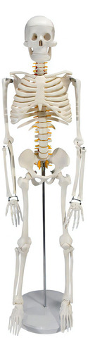Modelo Anatômico Para Estudo Esqueleto Humano 85cm E Suporte