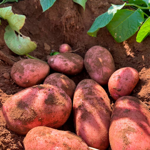 Só Batata Asterix Especial Para Pure Nhoque Fritura 5kg