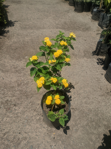 Lantana Camara - Planta Nativa De Pleno Sol - Maceta 3 Lts