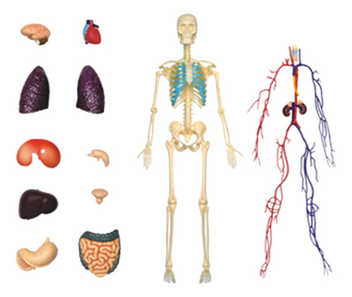 Modelo De Órganos Del Cuerpo Humano Para Estudio Médico De A