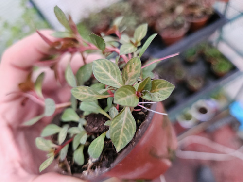 Ludwigia Red Skeleton, Musgo (Usado)