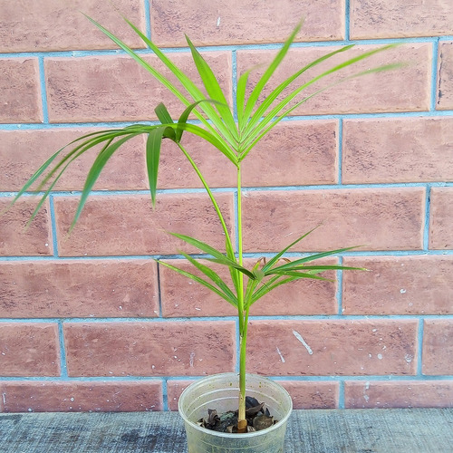 Palmeira Juçara - Palmito Juçara - 10 Mudas Com 30 Cm