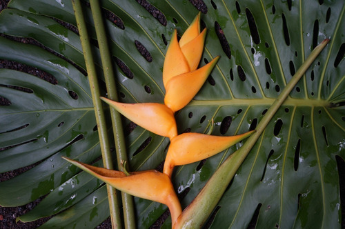 5 Semillas De Heliconia Amarilla - Champneana Heliconia