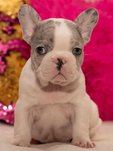 Bulldog Francés Pied Blue Merle Unico (Usado)
