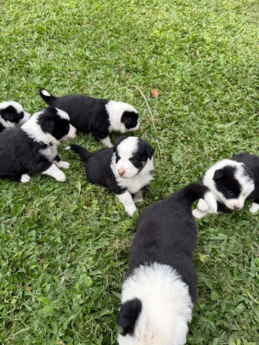 Cachorros Border Collie