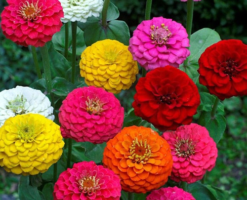 50 Semillas De Zinnia Liliput+ Instructivo 