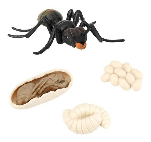 Ciclo De La Vida Hormiga Aprendizaje Insectos Montessori