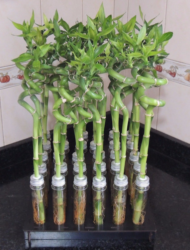 Imagen 1 de 9 de Lucky Bamboo Bambu De La Suerte Espiral 50 Cm Solo Vara X10
