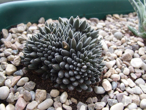 Sinocrasula Yunnanensis ( Planta) Suculenta Enana 3 Pulgadas