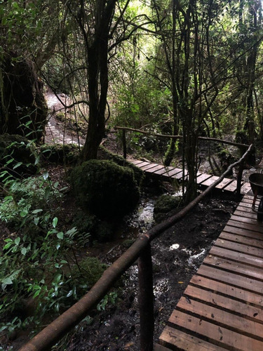 Imagen 12 de 27 de Hermosas Parcelas Insertas En El Bosque Nativo En Pucon