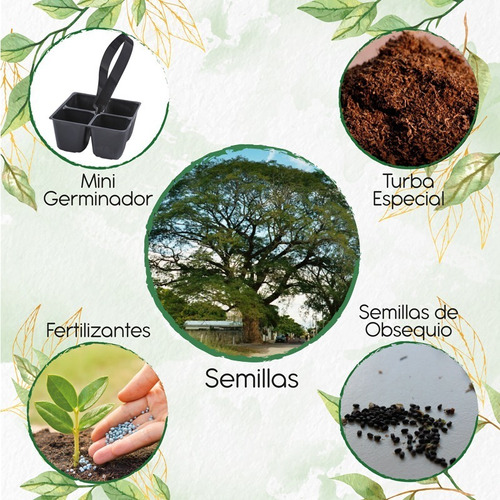 5 Semillas De Árbol Orejero + Mini Kit De Germinación