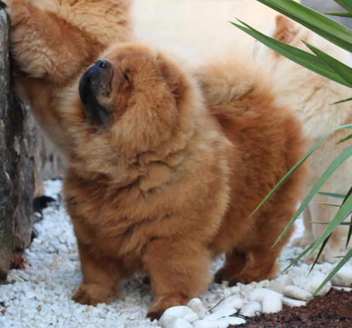 Chow Chow Cachorros