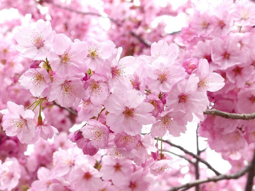 Sakura- Cerezo Japones- Cerezo De Flor- Prunus Serrulata | MercadoLibre