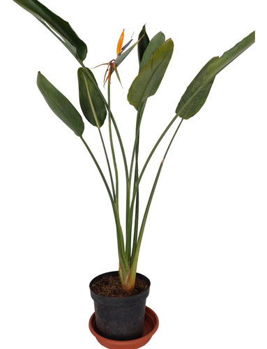 Planta, Strelitzia, 1 . 30cm, 80cm Ancho, Tallo 8 Cm.