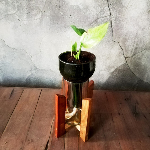 Imagen 4 de 6 de Scindapsus Little Plant 24 Con Soporte The Little Yisus