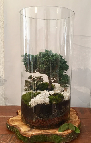 Bonsai Terrario Arbolito A Elegir: Junípero, Ficus O Guayabo