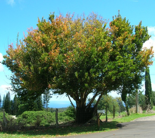 Tarumá, Espina De Bañado ( Citharexylum Montevidense)