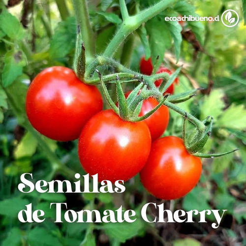 Semillas De Tomate Cherry