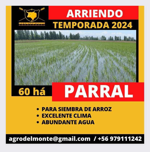 Arriendo 60 Ha Parral