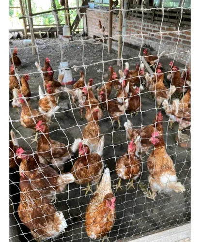 Finca Para La Venta De 5 Cuadras En Circasia
