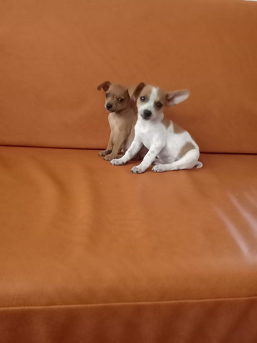 Cachorros Chihuahua Ala Venta 