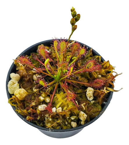 Planta Carnívora Drosera Intermedia