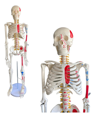 Esqueleto 85 Cm, Color Puntos Iniciales Y Finales De Músculo