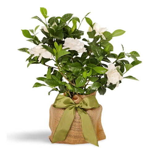 Planta Abono Natural Para Gardenias