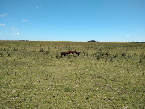 Imagen 22 de 30 de Latorre Prop Vende Campo De 34 Hectareas En Cobo