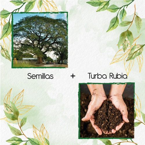 10 Semillas De Árbol Orejero + Turba De Germinación