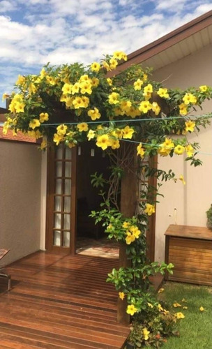 2 Plantas Enredadera Alamanda Copa De Oro (Usado)
