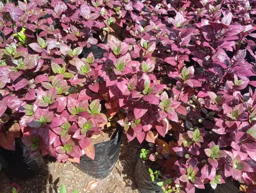 Plantas Croto Vinotinto