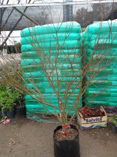 Imagen 4 de 6 de Arbol Acer Palmatum Ejemplar Unico 50lts