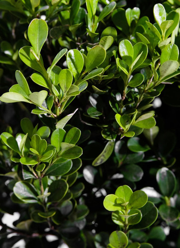 Árbol De Arrayan ( Luma Apiculata )+ Semillas De Regalo